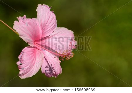 Pink Hibiscus blossom on natural green background.