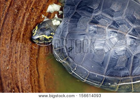 The pond slider (Trachemys scripta), common, medium-sized semi-aquatic turtle. Red-eared turtles. Thailand.