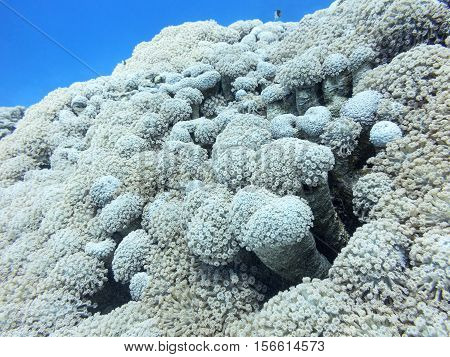 Coral reef with great white Goniopora coral underwater.