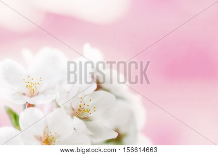 Cherry blossom flower really close up. Shallow depth of field. Soft focus.