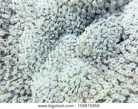 Background of great white Goniopora coral underwater