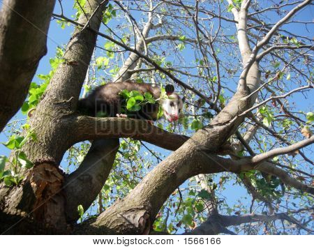 Possom en arbre 3