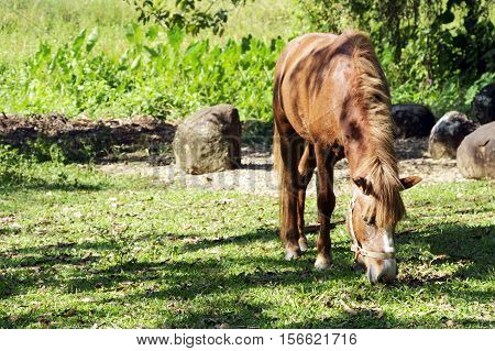 Brown horse pasturing in a rural landscape.