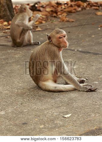 Wild monkey sitting on a rock, the zoo opened.
