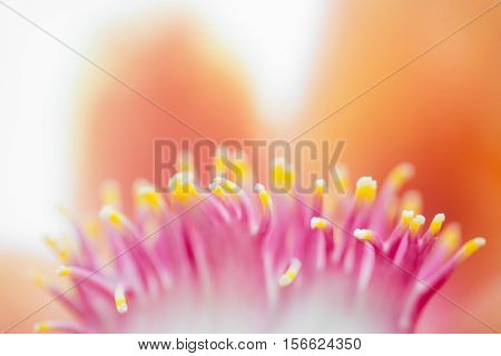 Closeup Cannonball Flower Of Cannonball Tree Or Sal Tree.