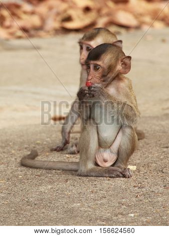 Closeup of two little monkey eating fruit.