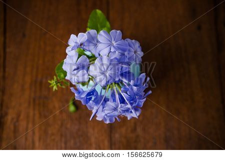 Blue Plumbago Flowers In Vase