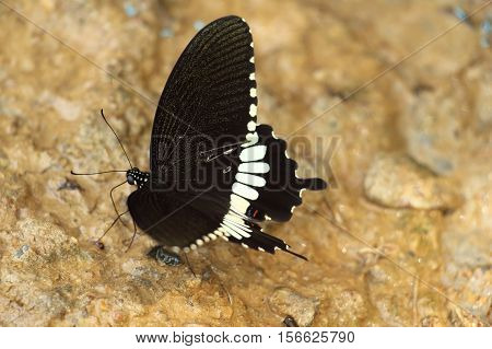 Large black Swallowtai butterfly sailboat on a brown stone.