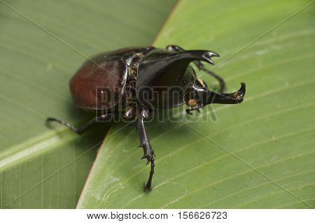 Rhinoceros beetle (Allomyrina dithotomus) with nice background green