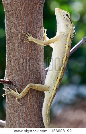 Lizard Is Watching