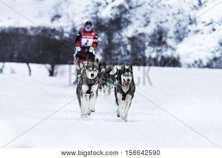 SARDIERES VANOISE FRANCE - JANUARY 18 2016 - the GRANDE ODYSSEE the hardest mushers race in savoie Mont-Blanc Jean COMBAZARD french musher Vanoise Alps
