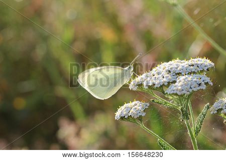 Butterfly / The butterfly sits on a plant