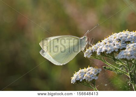 Butterfly / The butterfly sits on a plant