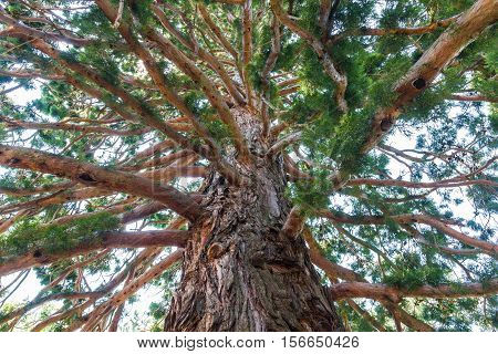 The trunk of the ancient redwoods. Sequoia evergreen.