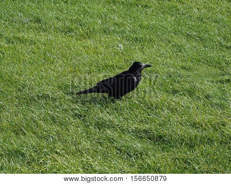 Crow Bird Animal