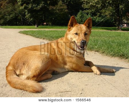 Dingo pes