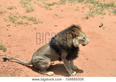 Male lion in African bushveld Namib desert Namibia. View from above