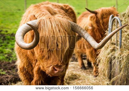 Highland cattle eat hay in the yard