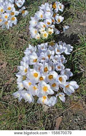 Flowerbed With Crocus