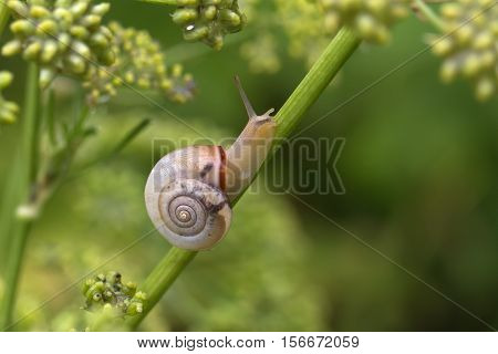 Snails / Snails crawling slowly through the plant