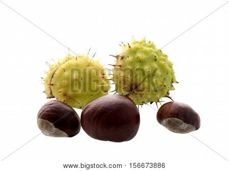 fruit chestnut on a white background .