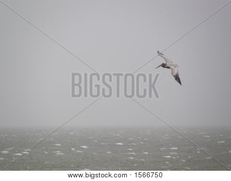Pellicano In volo