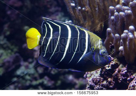 Goldtail angelfish (Pomacanthus chrysurus). Marine fish.