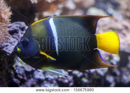 King angelfish (Holacanthus passer), also known as the passer angelfish.