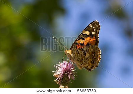 Butterfly / The butterfly sits on a plant