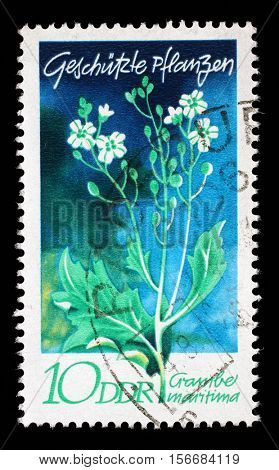 ZAGREB, CROATIA - JULY 02: Stamp printed in GDR shows Crambe maritima, series Protected Plants, circa 1970, on July 02,2014, Zagreb, Croatia