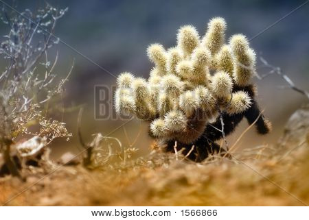 Cactus