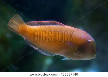 Pearly razorfish (Xyrichtys novacula), also known as the cleaver wrasse.