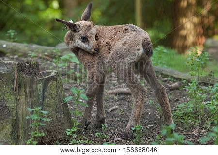 Alpine chamois (Rupicapra rupicapra rupicapra). Wildlife animal. 