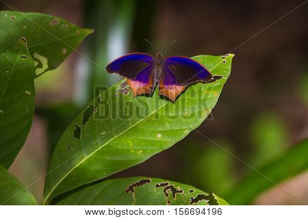 Butterfly, Royal Assyrian (terinos Terpander)