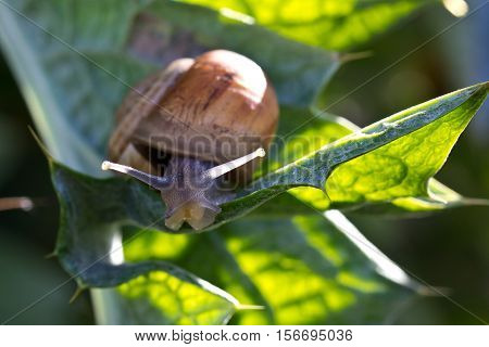 Snails / Snails crawling slowly through the plant