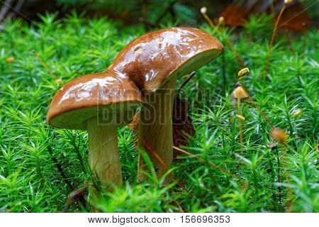 Imleria Badia Mushroom