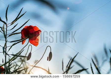 Poppy and rape country background with some insects on it
