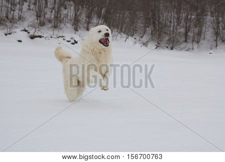 Portrait of Maremma Sheepdog running in the Abruzzo snow