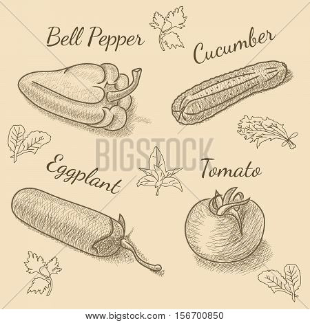 Set of vegetables with bell pepper, eggplant, cucumber, tomato and herbs for restaurant menu. Vintage sketch drawing. Vector EPS10 illustration.