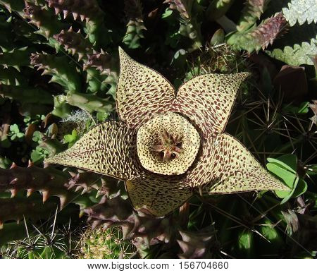 Closeup of the flower of a Toad Plant