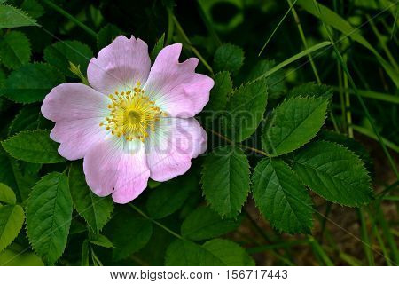 Blooming wild rose hips. Flowering in vivo.