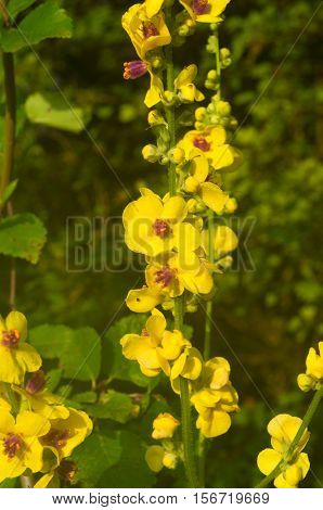bunch of yellow flowers closeup drug Mullen ordinary family figwort
