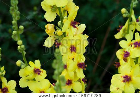 bunch of yellow flowers closeup drug Mullen ordinary family figwort