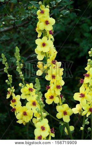 bunch of yellow flowers closeup drug Mullen ordinary family figwort