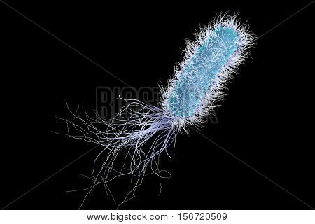 Bacterium Pseudomonas aeruginosa isolated on black background, antibiotic-resistant nosocomial bacterium, 3D illustration. Illustration shows polar location of flagella and presence of pili on the bacterial surface