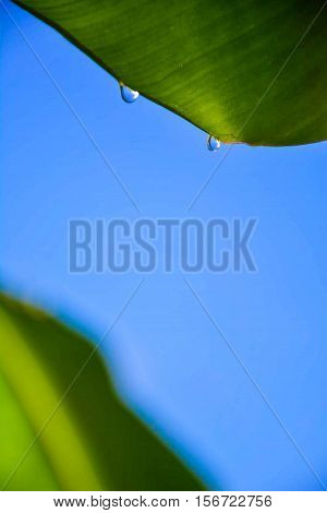Water drops on leaves, Background is blue color.