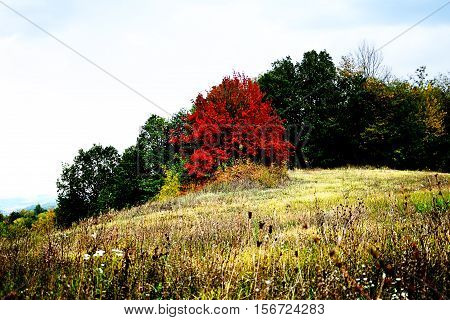 Beautiful red tree on the glade with forest at the back.