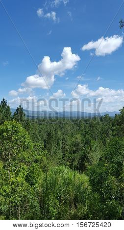 bosque de pino en la bisofera hondureña