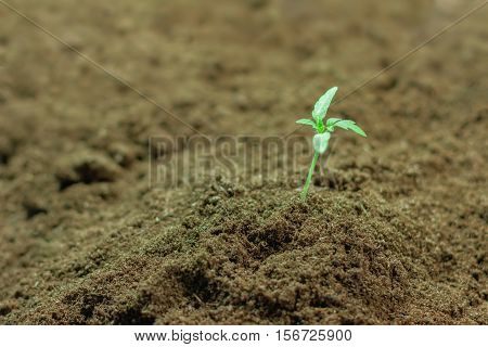 Seedlings Plant. Young Seedling Growing In A Soil.