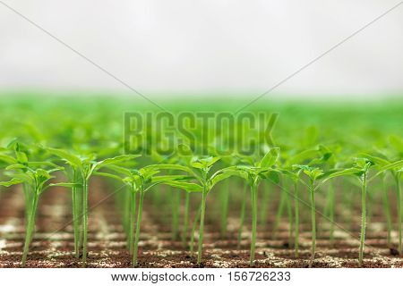 Greenhouse Seedling. Close-up Of Green Seedling Growing